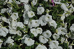 Celebrity White Petunia (Petunia 'Celebrity White') at Stonegate Gardens