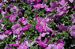 Celebrity Lilac Petunia (Petunia 'Celebrity Lilac') at Stonegate Gardens