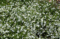 Techno White Lobelia (Lobelia erinus 'Techno White') at Stonegate Gardens