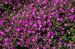 Techno Violet Lobelia (Lobelia erinus 'Techno Violet') at Stonegate Gardens