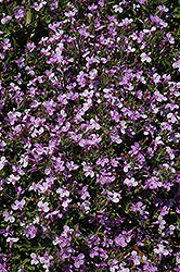 Techno Light Purple Lobelia (Lobelia erinus 'Techno Light Purple') at Stonegate Gardens