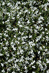 Techno Upright White Lobelia (Lobelia erinus 'Techno Upright White') at The Mustard Seed