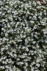 Magadi Compact White Lobelia (Lobelia erinus 'Magadi Compact White') at Stonegate Gardens