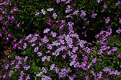 Lilac Palace Lobelia (Lobelia erinus 'Lilac Palace') at Stonegate Gardens