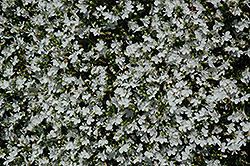 Sunbelia Compact White Lobelia (Lobelia erinus 'Sunbelia Compact White') at Stonegate Gardens