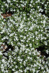 Lobella Ocean White Lobelia (Lobelia erinus 'Lobella Ocean White') at Stonegate Gardens