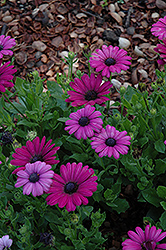 Crescendo Compact Purple African Daisy (Osteospermum 'Crescendo Compact Purple') at Stonegate Gardens