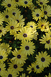 Crescendo Yellow African Daisy (Osteospermum 'Crescendo Yellow') at Stonegate Gardens