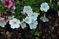 MiniFamous White Calibrachoa (Calibrachoa 'MiniFamous White') at Stonegate Gardens