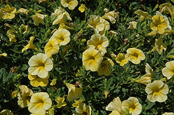 Million Bells Bouquet Yellow Calibrachoa (Calibrachoa 'Million Bells Bouquet Yellow') at Stonegate Gardens