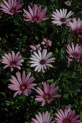 Crescendo Light Purple African Daisy (Osteospermum 'Crescendo Light Purple') at Stonegate Gardens