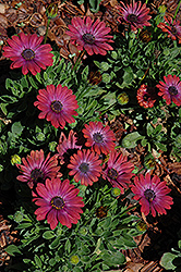Fortunette Red Flare African Daisy (Osteospermum 'Fortunette Red Flare') at Stonegate Gardens