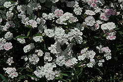 Telstar White Pinks (Dianthus 'Telstar White') at Stonegate Gardens