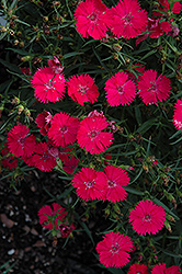 Ideal Select Rose Pinks (Dianthus 'Ideal Select Rose') at Stonegate Gardens