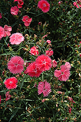 Ideal Select Salmon Pinks (Dianthus 'Ideal Select Salmon') at Stonegate Gardens