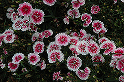 Ideal Select Whitefire Pinks (Dianthus 'Ideal Select Whitefire') at Stonegate Gardens