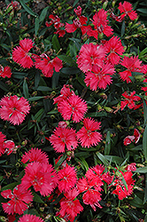 Telstar Coral Pinks (Dianthus 'Telstar Coral') at Stonegate Gardens