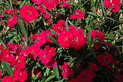 Telstar Carmine Rose Pinks (Dianthus 'Telstar Carmine Rose') at Stonegate Gardens