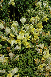 Trailing Snapshot Yellow Snapdragon (Antirrhinum majus 'Trailing Snapshot Yellow') at Stonegate Gardens