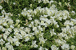 Trailing Snapshot White Snapdragon (Antirrhinum majus 'Trailing Snapshot White') at Stonegate Gardens