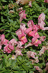Trailing Snapshot Pink Snapdragon (Antirrhinum majus 'Trailing Snapshot Pink') at Stonegate Gardens