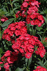 Noverna Coral Pinks (Dianthus 'Noverna Coral') at A Very Successful Garden Center