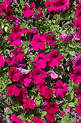 Picobella Cascade Purple Petunia (Petunia 'Picobella Cascade Purple') at Stonegate Gardens