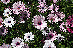 Passion Mix African Daisy (Osteospermum 'Passion Mix') at A Very Successful Garden Center