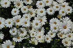 Pure White African Daisy (Osteospermum 'Pure White') at Stonegate Gardens