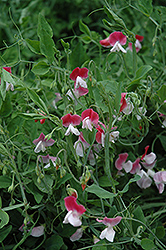 Painted Lady Sweet Pea (Lathyrus odoratus 'Painted Lady') at A Very Successful Garden Center