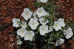 Summer Splash White Cupflower (Nierembergia 'Sunnicopaho') at Stonegate Gardens