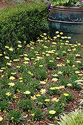 Voltage Yellow African Daisy (Osteospermum 'Voltage Yellow') at Stonegate Gardens