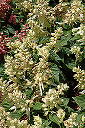 Sizzler White Sage (Salvia splendens 'Sizzler White') at Stonegate Gardens