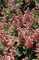 Sizzler Pink Sage (Salvia splendens 'Sizzler Pink') at Stonegate Gardens