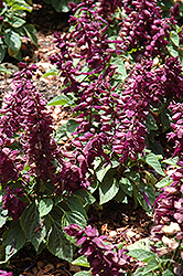 Sizzler Purple Sage (Salvia splendens 'Sizzler Purple') at Stonegate Gardens
