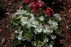 Olympia White Begonia (Begonia 'Olympia White') at Stonegate Gardens