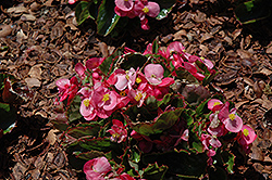 Olympia Pink Begonia (Begonia 'Olympia Pink') at Stonegate Gardens