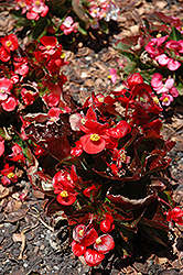 Olympia Red Begonia (Begonia 'Olympia Red') at Stonegate Gardens