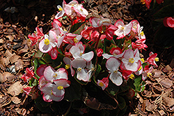 Olympia Bicolor Begonia (Begonia 'Olympia Bicolor') at Stonegate Gardens