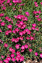 Love Doctor Pinks (Dianthus 'Love Doctor') at A Very Successful Garden Center