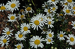 White Breeze Shasta Daisy (Leucanthemum x superbum 'White Breeze') at Stonegate Gardens