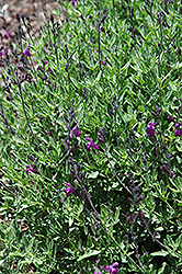 Ultra Violet Autumn Sage (Salvia greggii 'Ultra Violet') at Stonegate Gardens