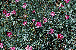 Pixie Pinks (Dianthus 'Pixie') at Stonegate Gardens