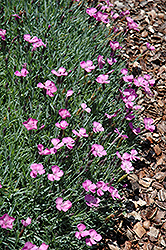 Gary Eichhorn Alpine Pinks (Dianthus subacaulis 'Gary Eichhorn') at Stonegate Gardens