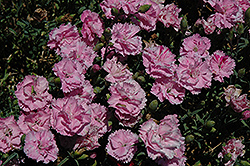 Garden Spice Pink Carnation (Dianthus caryophyllus 'Garden Spice Pink') at Stonegate Gardens
