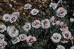 Silver Star Pinks (Dianthus 'Silver Star') at Stonegate Gardens