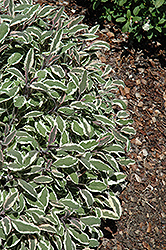 Silver Sabre Sage (Salvia officinalis 'Silver Sabre') at Stonegate Gardens