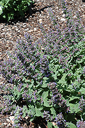 Purple Haze Catmint (Nepeta 'Purple Haze') at Stonegate Gardens