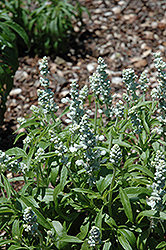 Cathedral White Salvia (Salvia farinacea 'Cathedral White') at Stonegate Gardens
