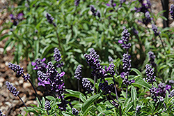 Cathedral Purple Salvia (Salvia farinacea 'Cathedral Purple') at Stonegate Gardens